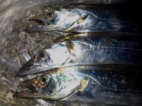 タチウオの釣果