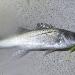 セイゴ（タイリクスズキ）