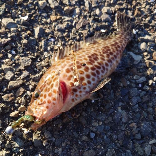 オオモンハタの釣果