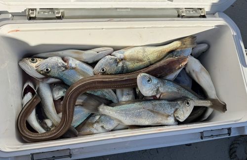 イシモチの釣果