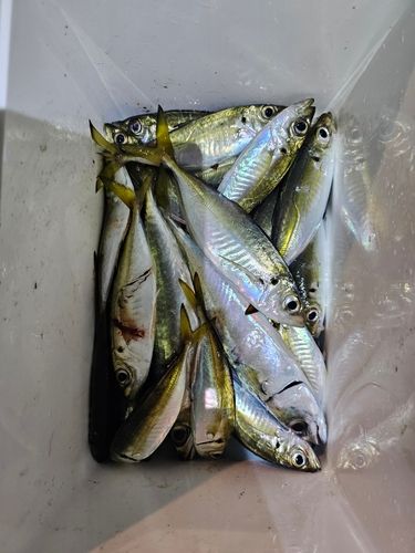 神戸空港親水護岸