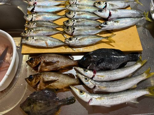 アジの釣果