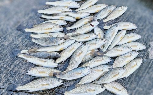 イシモチの釣果