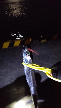 タチウオの釣果