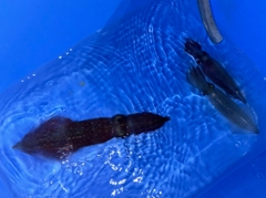 マルイカの釣果