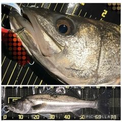 シーバスの釣果