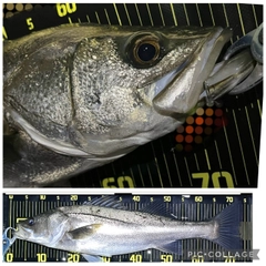 シーバスの釣果