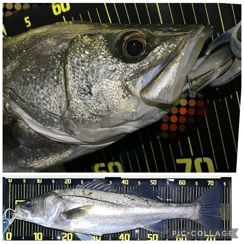 シーバスの釣果