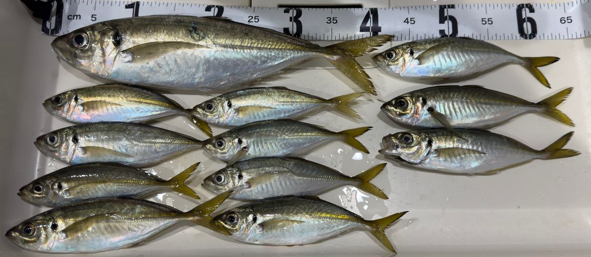 釣り組合・副組長さんの釣果 1枚目の画像