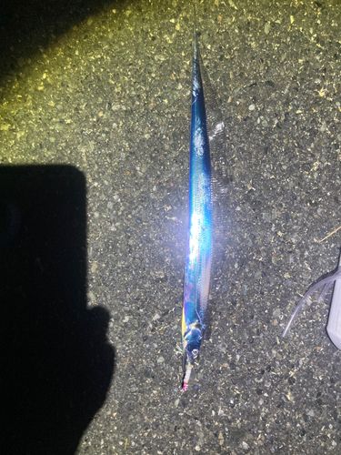 タチウオの釣果