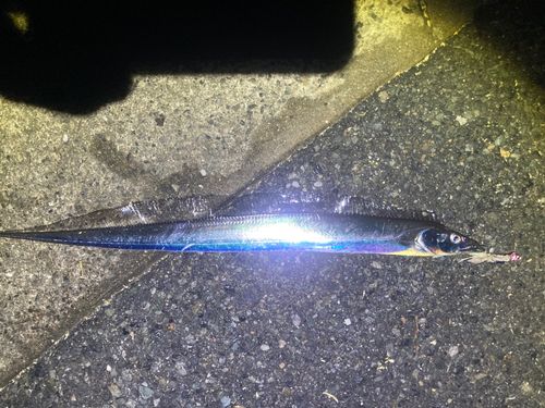 タチウオの釣果