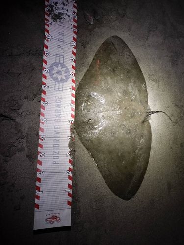 ツバクロエイの釣果