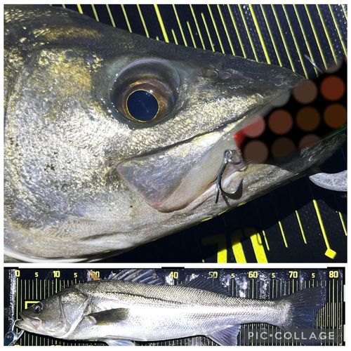 シーバスの釣果