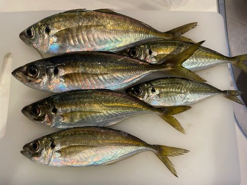 アジの釣果