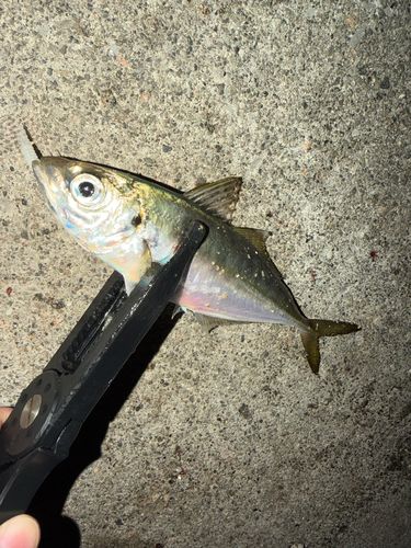 マアジの釣果