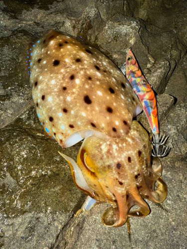 コブシメの釣果