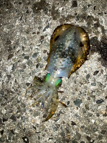 アオリイカの釣果