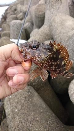 カサゴの釣果