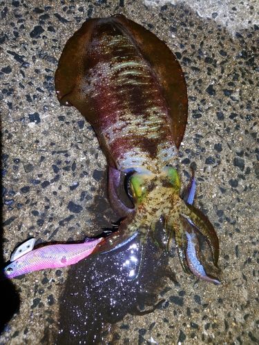 アオリイカの釣果
