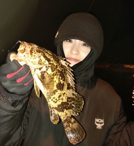 ベッコウゾイの釣果