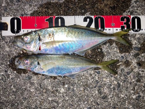マアジの釣果