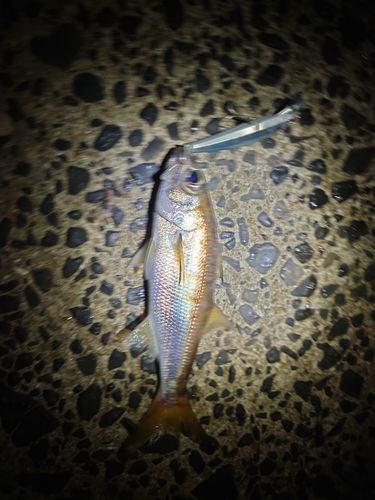 クロムツの釣果