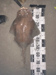 カスザメの釣果