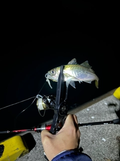 マアジの釣果