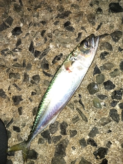 サバの釣果