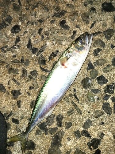 サバの釣果