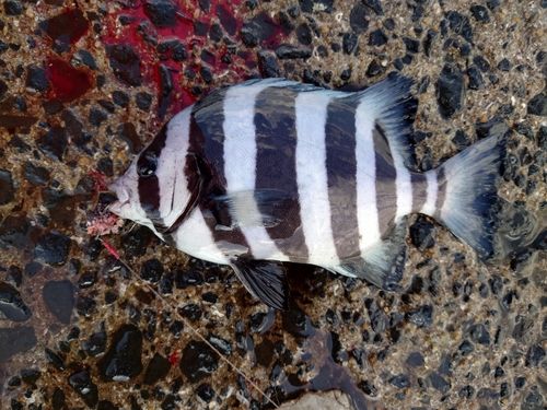 イシダイの釣果