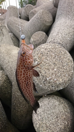 オオモンハタの釣果