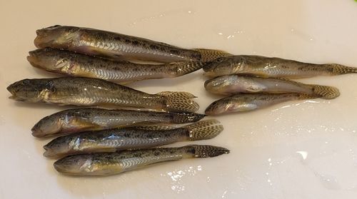 鳥居崎海浜公園