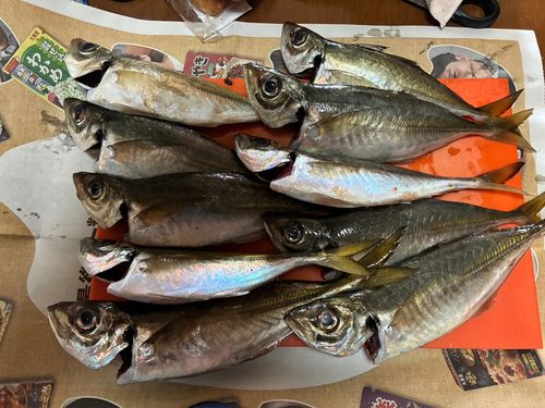 アジの釣果