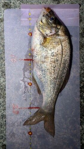 ウミタナゴの釣果