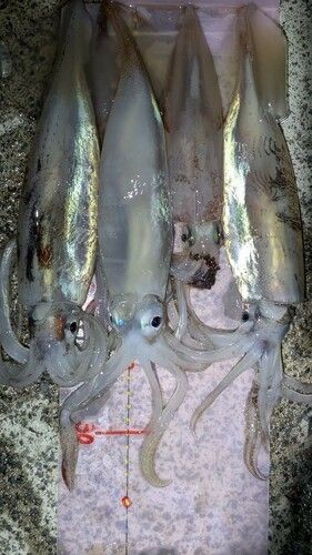スルメイカの釣果