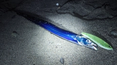 タチウオの釣果