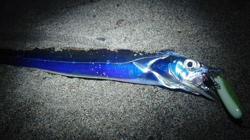 タチウオの釣果