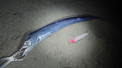 タチウオの釣果