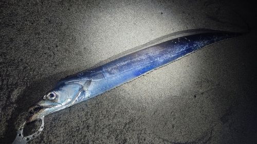 タチウオの釣果