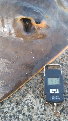 アカエイの釣果