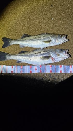 シーバスの釣果