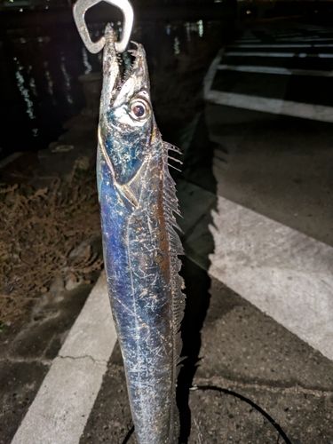 タチウオの釣果