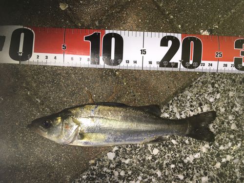 セイゴ（マルスズキ）の釣果