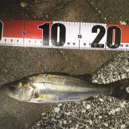 セイゴ（マルスズキ）