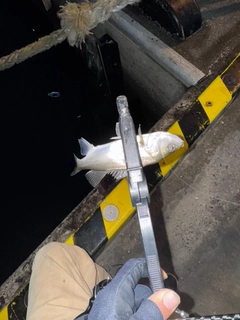 セイゴ（マルスズキ）の釣果