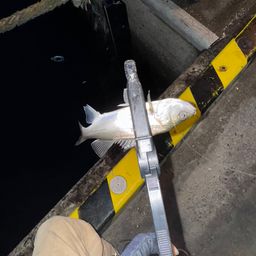 セイゴ（マルスズキ）