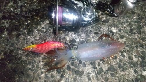 ケンサキイカの釣果