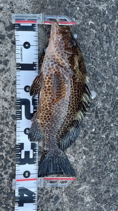 オオモンハタの釣果