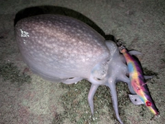 シリヤケイカの釣果